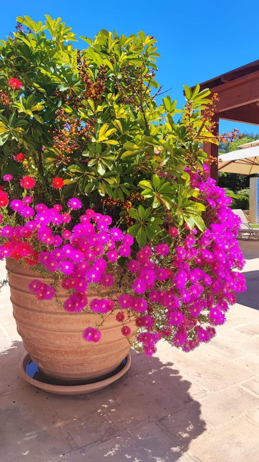 Villa Unidera Kouklia Extérieur photo